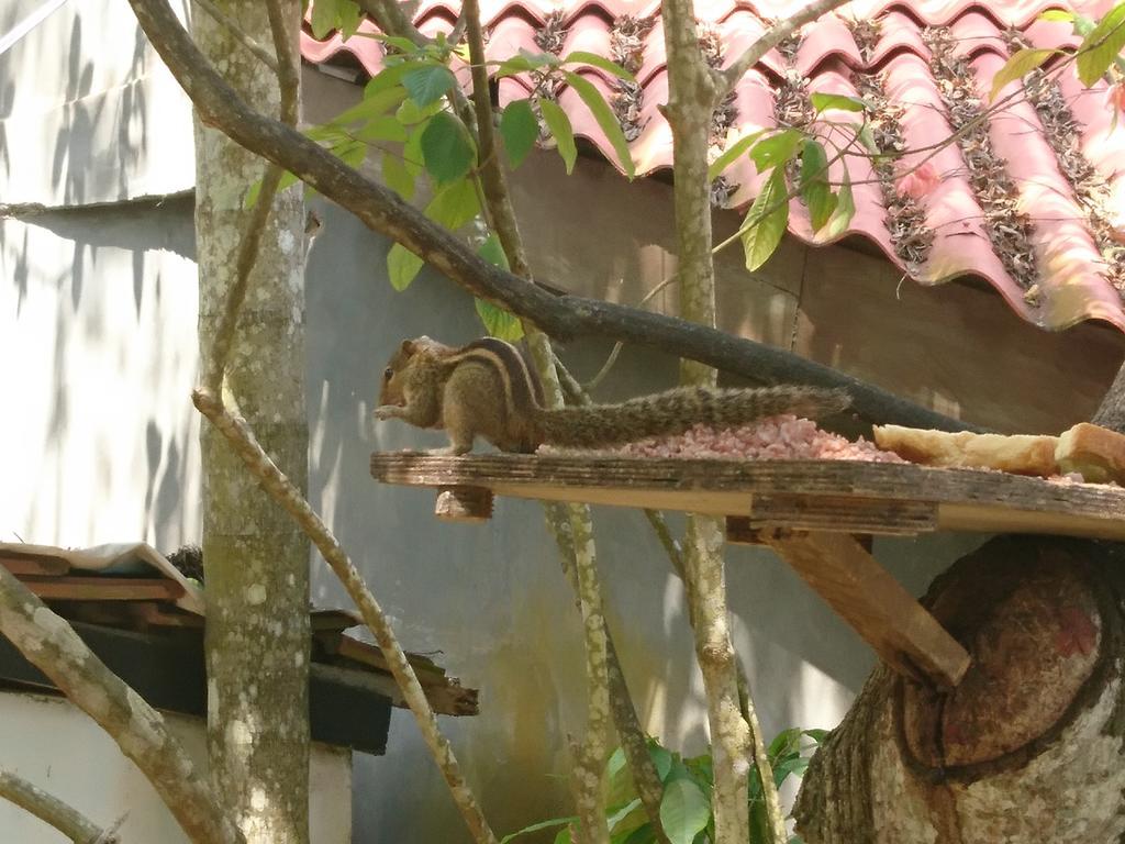 Little Mount Guest House Mirissa Εξωτερικό φωτογραφία
